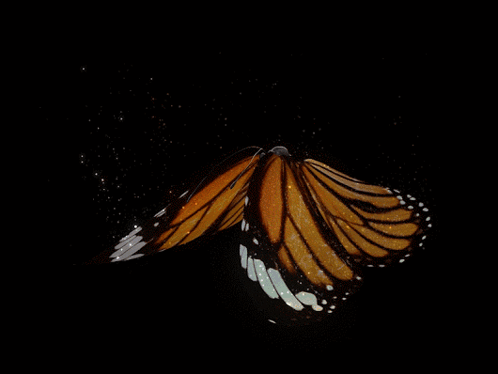 untitled.gif