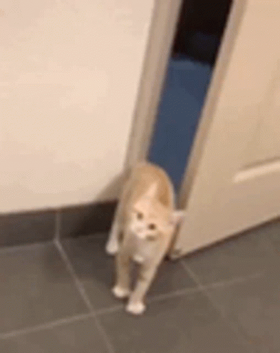 untitled.gif