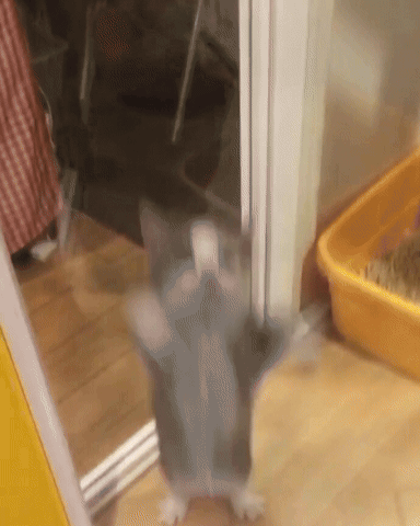 untitled.gif