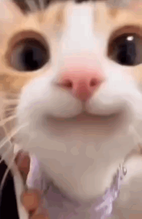 untitled.gif