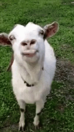 untitled.gif