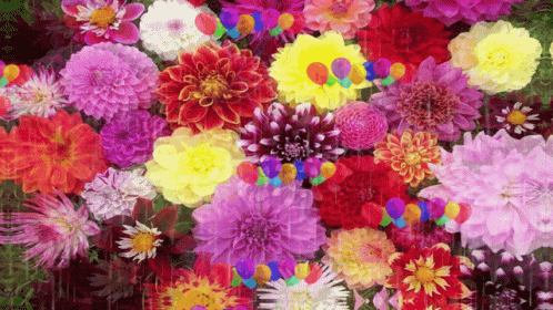 untitled.gif