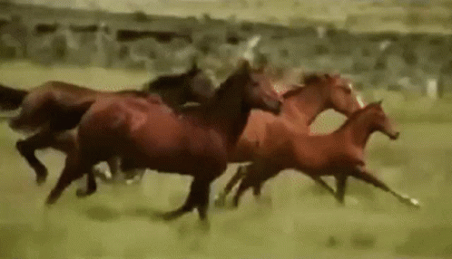 untitled.gif