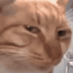 untitled.gif
