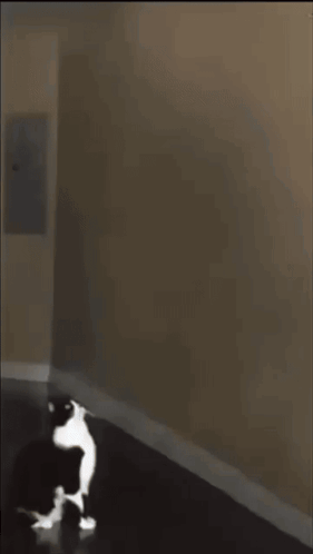 untitled.gif