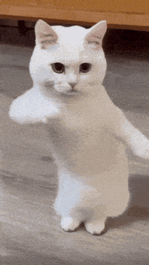 untitled.gif