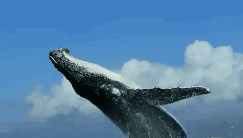 untitled.gif