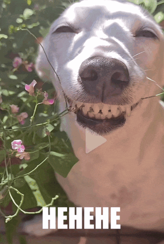 untitled.gif