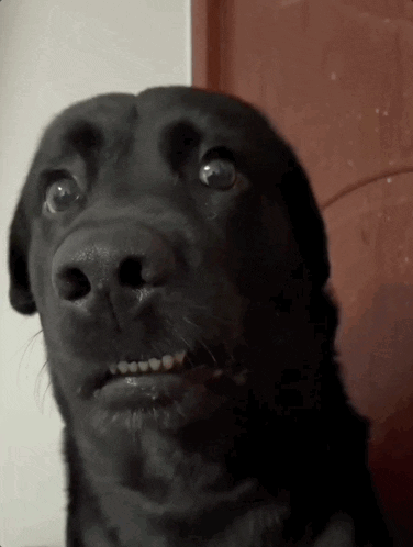 untitled.gif