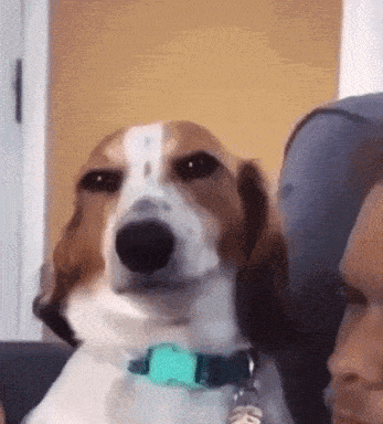untitled.gif