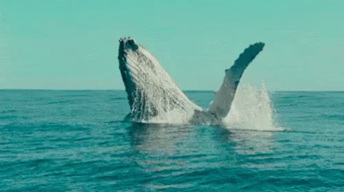 untitled.gif