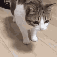 untitled.gif