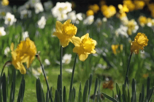 untitled.gif