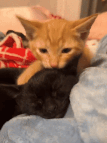 untitled.gif