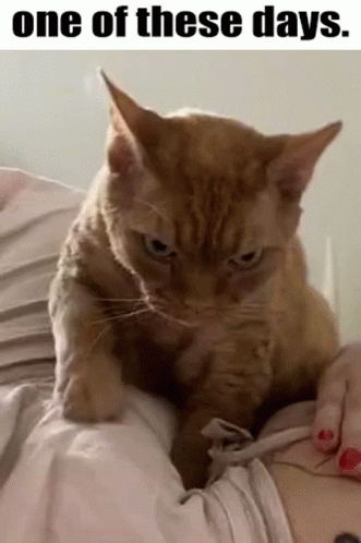 untitled.gif