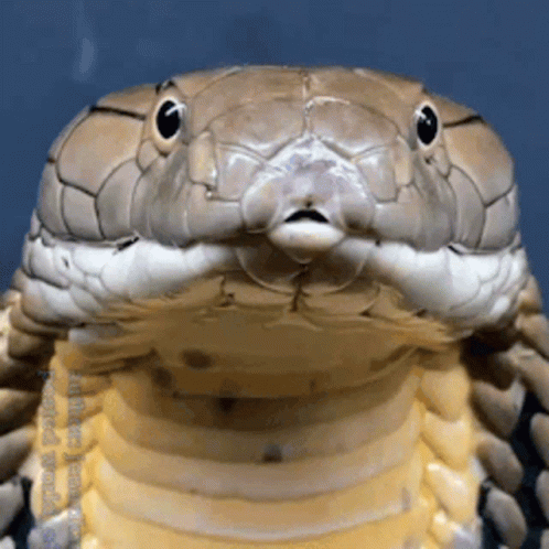 untitled.gif