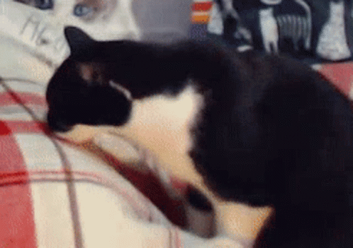 untitled.gif