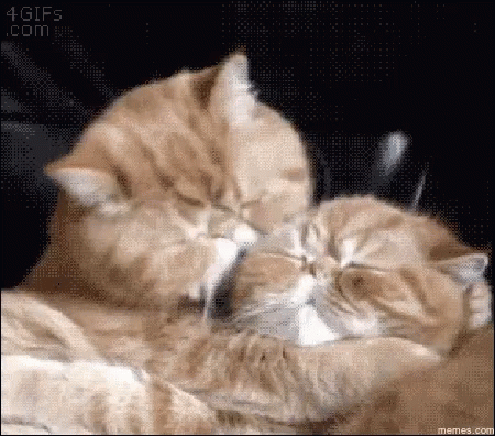untitled.gif