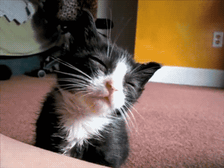 untitled.gif