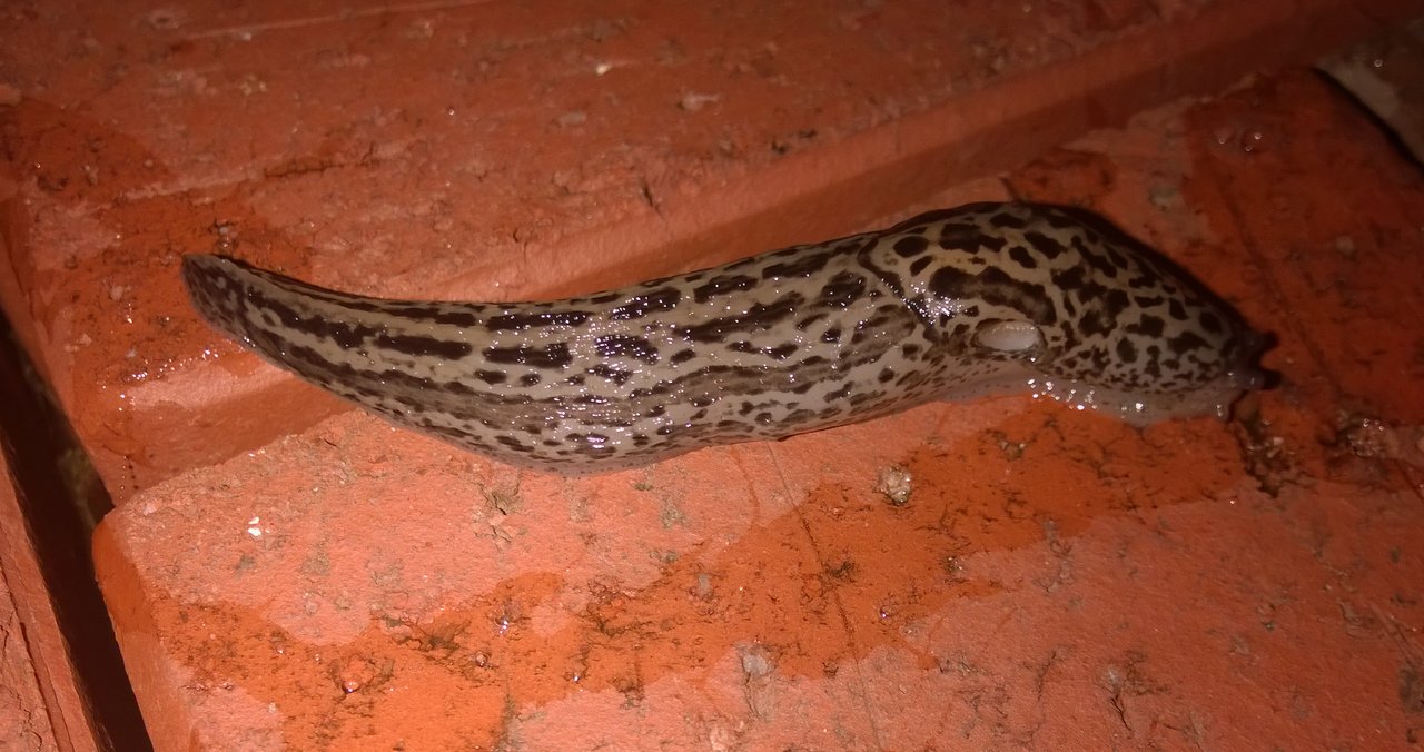 Leopard Slug