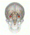 Hippocampus2 life sciences databases CC-BY-SA-2.1-jp.gif