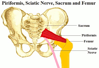 Hip bone3 gif2w femur piriformis haagstrom public gray.gif
