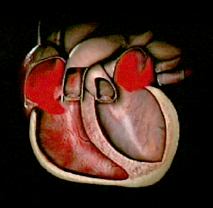 Gif corazon.gif