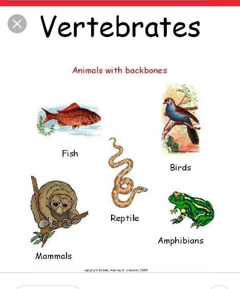 what-are-the-five-major-groups-of-vertebrate-animals