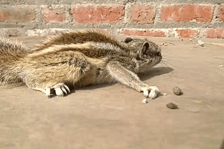 woulou-vide.gif