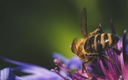 https://steemitimages.com/128x256/https://files.peakd.com/file/peakd-hive/tarazkp/23vsButuJBDRooL1XFq9c8qEYa5mc5wcpBVEYTizChrXxDKAc2X9rx1wsFjMHCsA5pGpz.png
