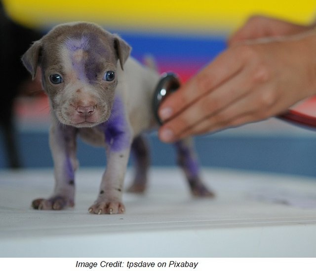stethoscope dog.jpg
