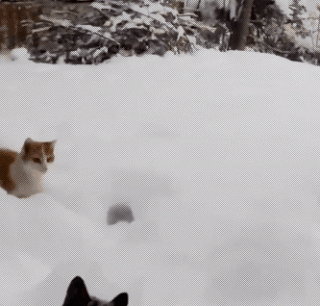 giphy (1).gif