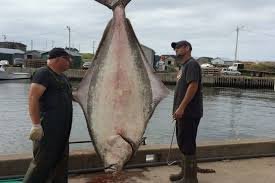 Halibut.jpg