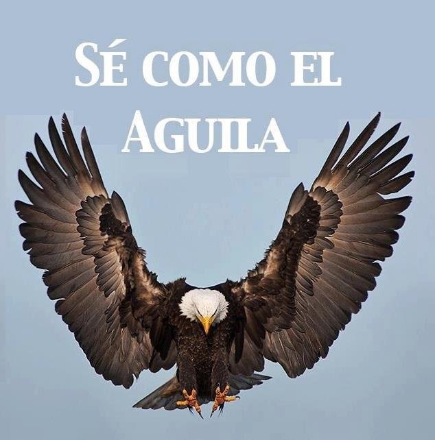 La Historia de la Renovación del Aguila. | PeakD