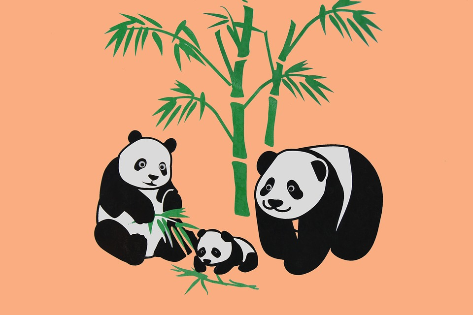 Oso panda dibujos animados bambú