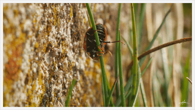 2018-03-11 ladybug_3 - by Hector Corcin.gif