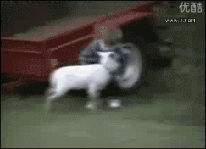 Attack Goat Tackle.gif