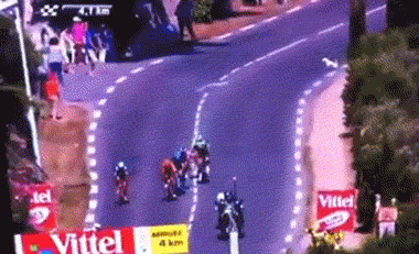 A stray dog nearly wrecked the Tour de France..gif