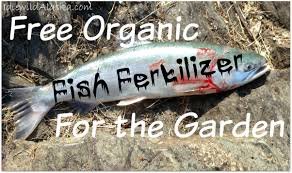 Benefits Of Using Fish Poop in Your Garden * Big Blog of Gardening