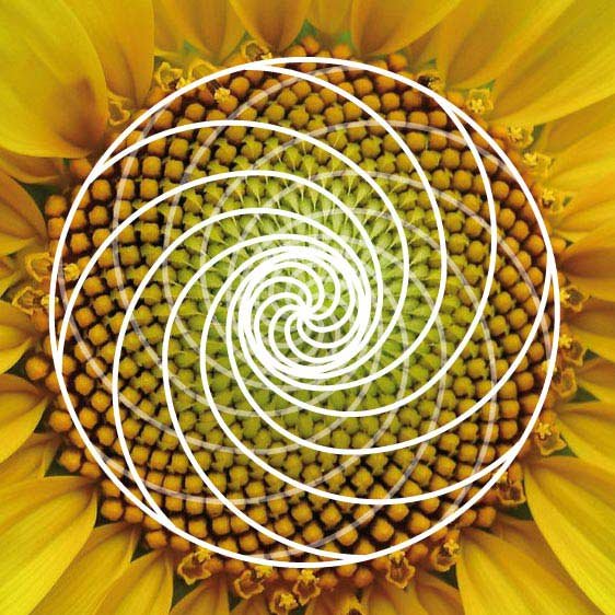 NATURALEZA Y MATEMÁTICAS IV: Girasol. | PeakD