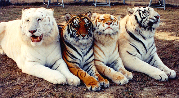 four_color_beautiful_tigers.gif