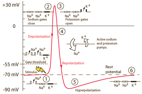 action potential.gif