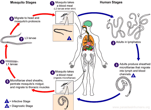 wuchereria-bancrofti-life-cycle.gif