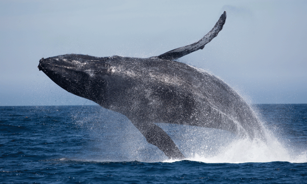 briefs1646-humpback-whale-1000x600.gif