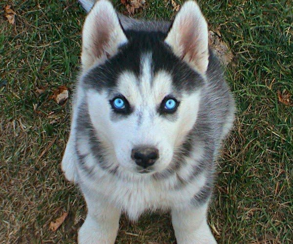 como se llama un malamute de alaska miniatura