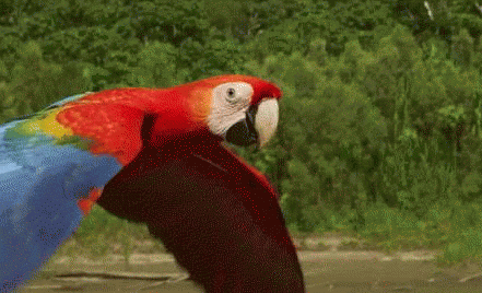 flying parrot-gif macaw 8lo8 ytgifs.gif