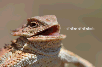 200w_d.gif