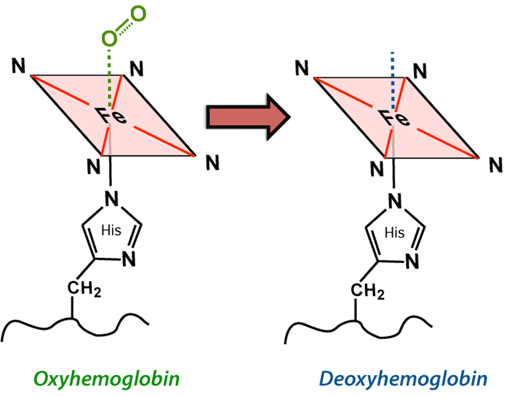 hemoglobin 1.gif