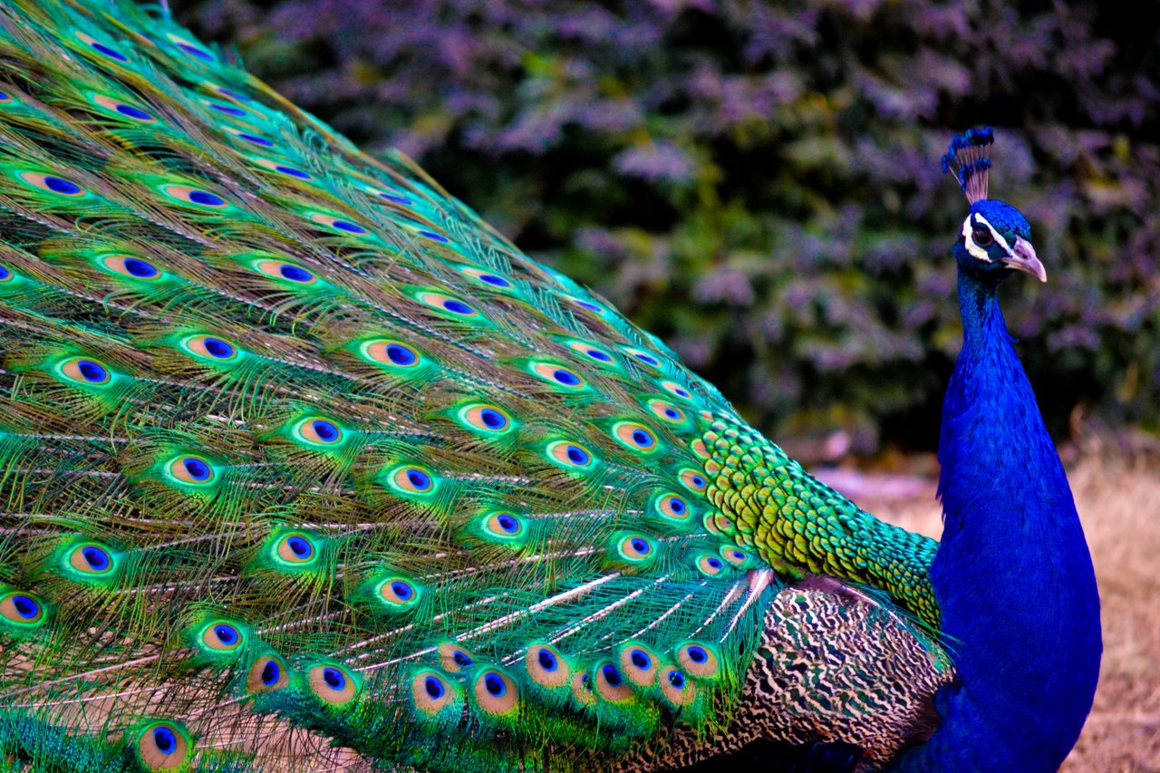 most beautiful peacock