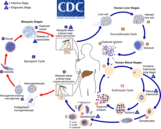 malaria_lifecycle.gif